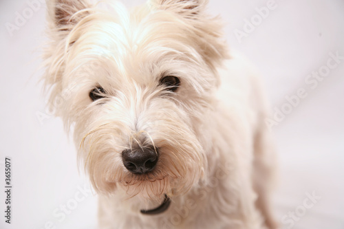 WestHighland Terrier WestHighland Terrier