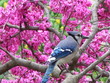 Blue Jay 2