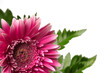 red fresh flower with a green foliage