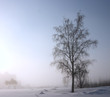 single tree is a misty winter day