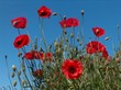 Mohn im Sommer