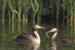 Grèbe huppé - Podiceps cristatus - Great Crested Grebe