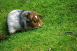 Guinea pig Guinea pig