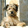 Photo: sitting on stairs dog sitting on stairs dog