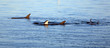 Delfingruppe Australienn_07_1464,01