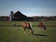 Photo: Horse grazing in pasture on Amish Farm Horse grazing in pasture on Amish Farm