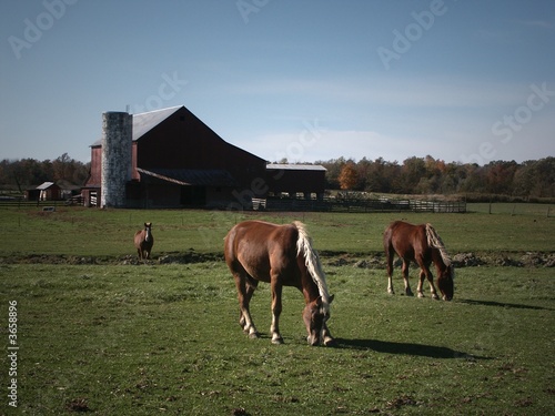 Photo: Horse grazing in pasture on Amish Farm Horse grazing in pasture on Amish Farm