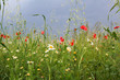 Summer meadow