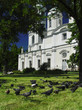 Flock of pigeons at the Orthodox Сathedral