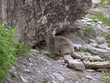 1458 - Marmotte dans le Queyras (Alpes) 1458 - Marmotte dans le Queyras (Alpes)