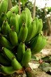 Racimo de platanos en una finca Racimo de platanos en una finca