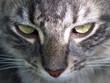 kitty kitty