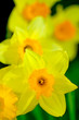 daffodil