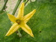 Pumpkin's flower and leaf Pumpkin's flower and leaf
