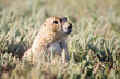 prairie dog looking out from its burrow prairie dog looking out from its burrow