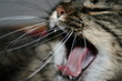gatto sbadiglio gatto sbadiglio