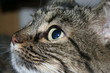 Gatto Gatto