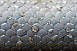 peau de serpent, couleuvre