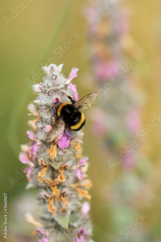 impollinazione