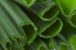 close up of fresh onion leaves close up of fresh onion leaves