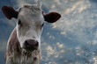 vache normande vache normande