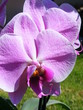Fleur d'orchidée