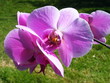 Fleur d'orchidée