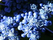 Les boutons d'une hortensia