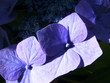 Détails d'une hortensia