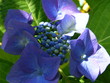 Fleur d'hortensia