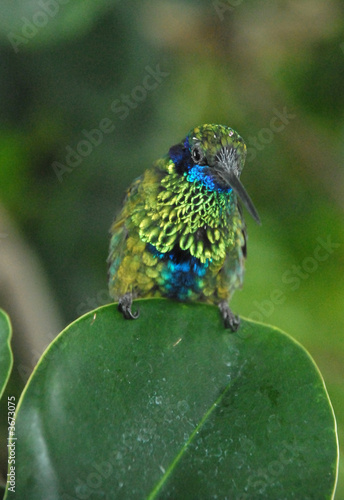 Colibrì Colibrì