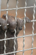 Four fingers of an orangutan hand rest on the bars 