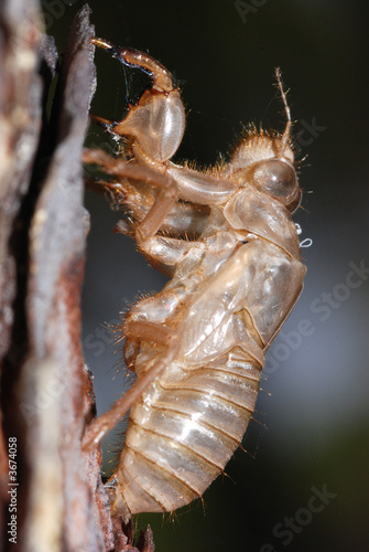 Involucro ninfale cicala Involucro ninfale cicala