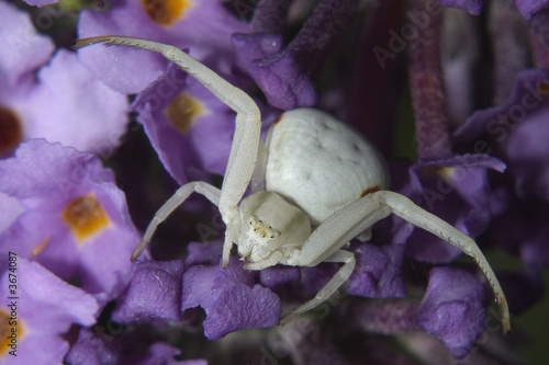 Crab Spider Crab Spider