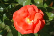 rose rose