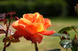 Rose orangé