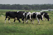 Black and white cows