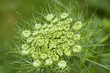 Queen Anne's lace flower