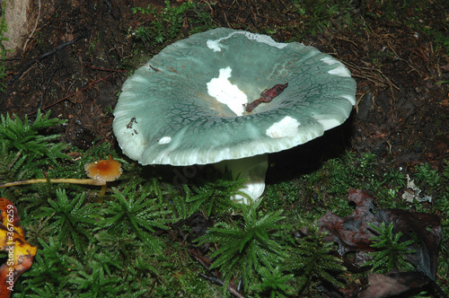A small green fungus A small green fungus