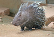Porcupine