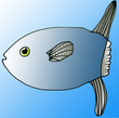 Blue Sunfish (illustration)