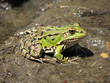 toad