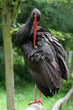 Schwarzstorch