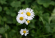 daisy