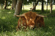 Photo: red scottish highland cow lying down in the meadow red scottish highland cow lying down in the meadow