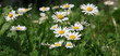 meadow