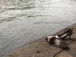 SEINE SEINE