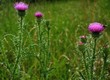 Wiesenklee