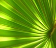 Palme 