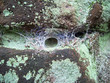 Webs made by the funnel web spider Webs made by the funnel web spider